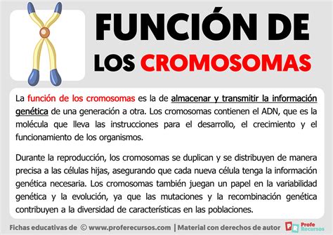 Función de los Cromosomas