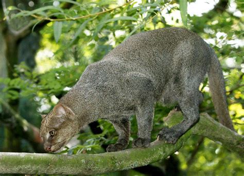 Gato Mourisco Avistado Pela Primeira Vez Em Unidade Ambiental De