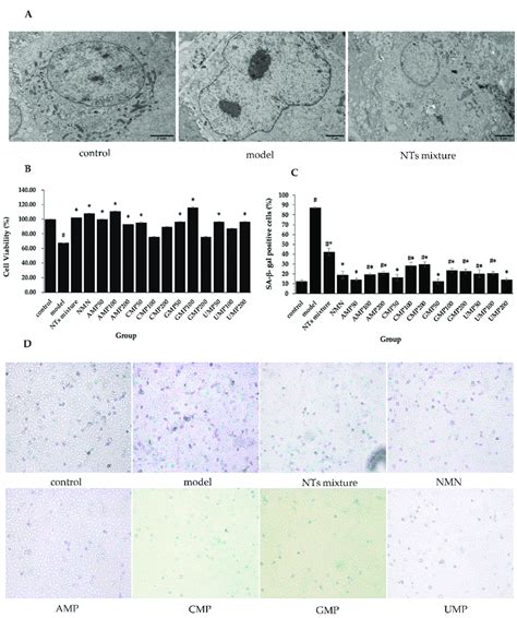 Effect Of NTs On Senescent HUVECs Morphological Changes Cell