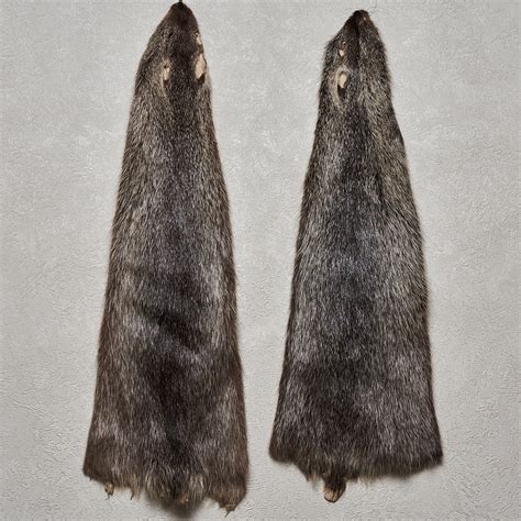 Nutria Coypu Lot Of Tanned Fur Pelts Skin Hide For Sale Real