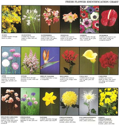 Fresh Flower Identification Chart | Flower identification chart, Flower ...