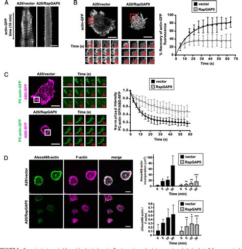 Figure 2 From Cofilin Mediated F Actin Severing Is Regulated By The Rap