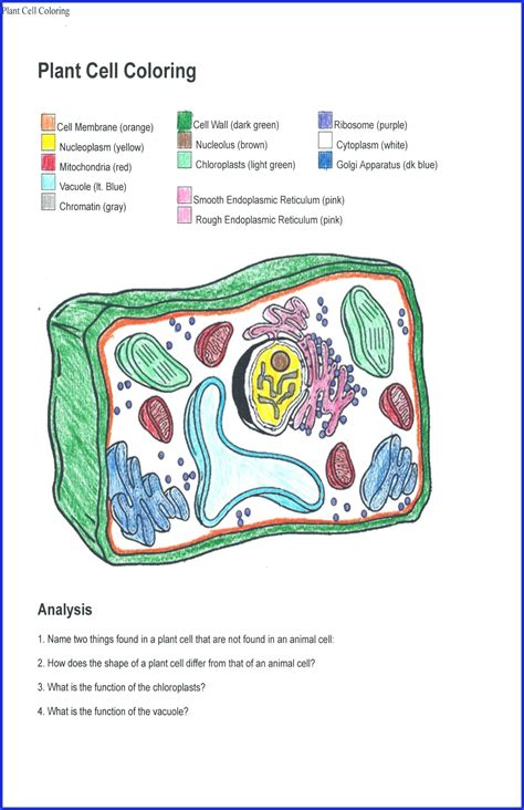 Plant Cell Coloring Page Unique Plant Cell Coloring Diagram Worksheet ...