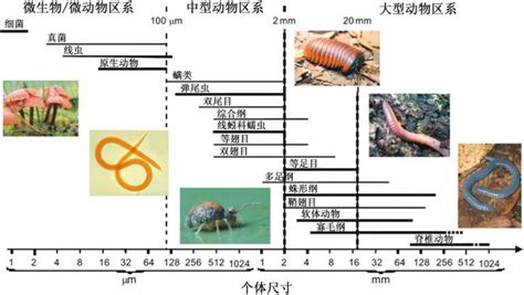 土壤生物多样性知多少 东北亚地理科学数据中心