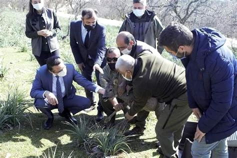 Tedavisi tamamlanan yavru karaca yeniden doğaya salındı Haberler