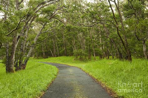 Road through Koa Tree Forest Photograph by Charmian Vistaunet