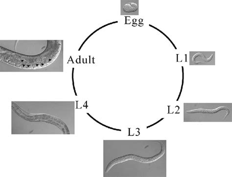 C Elegans As A Model Organism The Lifecycle Of The Nematode C Download Scientific Diagram