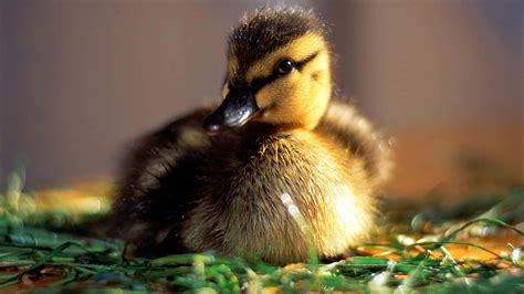 cute baby animal wallpapers pixelstalk