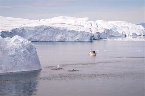 Polar Bear Spotting in Greenland: What You Need to Know - Travel To North