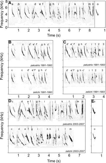 Representative Spectrograms Comparing Vocalizations Of S Zelichi N Download Scientific