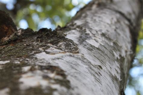 Birch Trunk Close Up Free Image Download