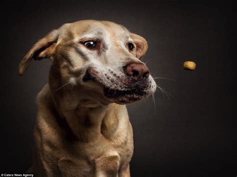 Photographer Christian Vieler takes pictures of dogs as they catch ...