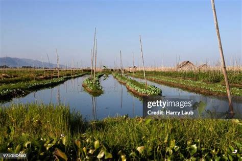 inle lake floating gardens stock  high res pictures