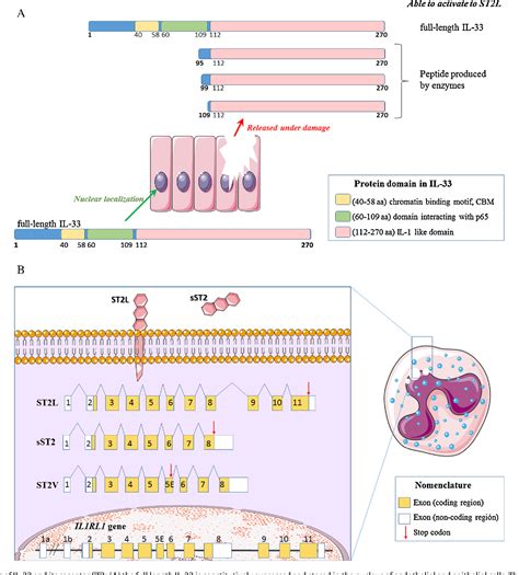 Figure 1 From The Il 33st2 Axis Role In Health And Disease