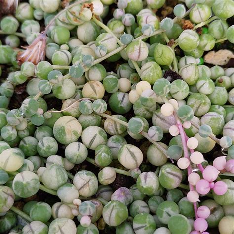 Senecio Rowleyanus Variegata Erbsen Am Band Stecklinge