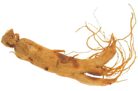 Panax Ginseng Asian Ginseng White Ginseng And Red Ginseng Benefits