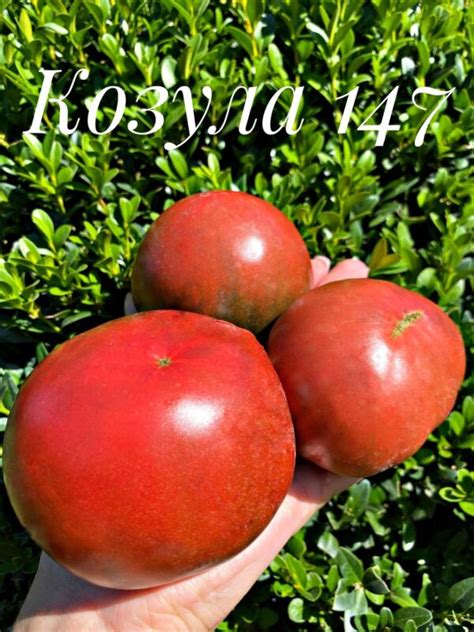 Томаты Козула (Kozula) польской селекции | Дачная Коллекция