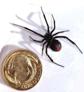 The Pest Advice: Australian Redback Spider