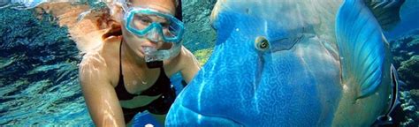 Snorkeling in Cairns, Australia | Australia vacation, New zealand ...