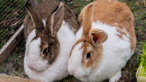 How To Breed Rabbits Everbreed