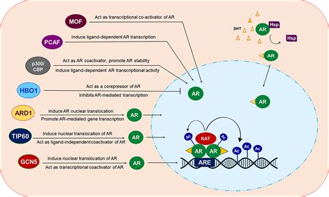 Frontiers Lysine Acetyltransferases And Their Role In AR Signaling