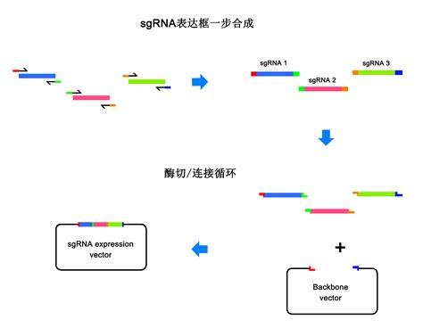 Cas9载体构建服务 稳定细胞系构建 大肠杆菌基因编辑 慢病毒载体 英茂盛业生物科技有限公司