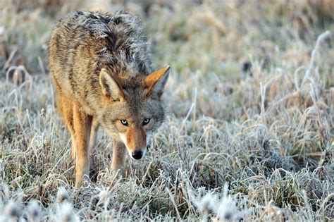 Coyote: Characteristics, Range, Habitat, Diet, Life cycle,& Behavior