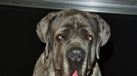 How Big Is Hercules Neapolitan Mastiff