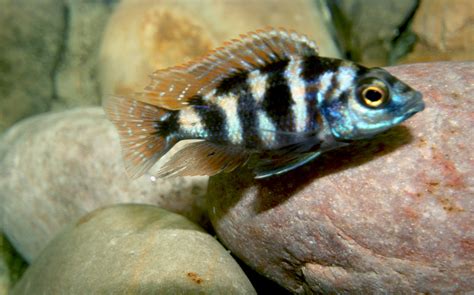 Cichlid-Forum • Help to ID African Cichlids please