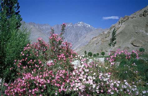 Ladakh Wild Roses Near Wanla Sabamonin Flickr