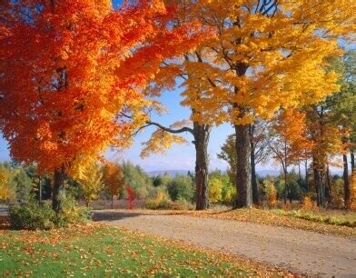 Sugar Maple Tree Seeds (Deciduous) 6775 | OSC Seeds