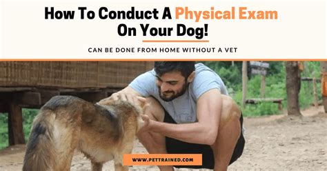 How To Do A Physical Exam On A Dog Pet Trained