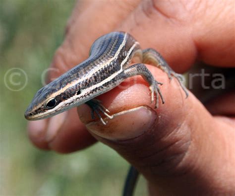 Skink Lagarto Mabuya Dorsivitatta Squamata Scincidae N Flickr