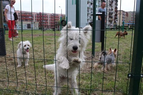 W Piekarach Śląskich otwarto kolejny wybieg dla psów Piekary Śląskie