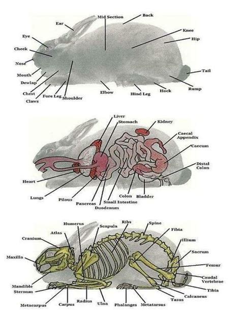 Anatomia Del Conejo Fraii Udocz