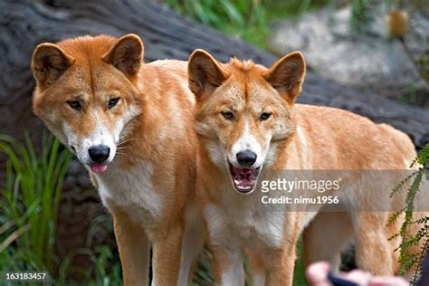 130 Dingoes Australia Stock Photos, High-Res Pictures, and Images ...