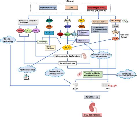 Frontiers Cellular Senescence Of Renal Tubular Epithelial Cells In