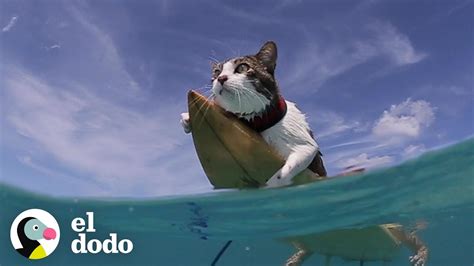 The Surfing Cat - 1Funny.com