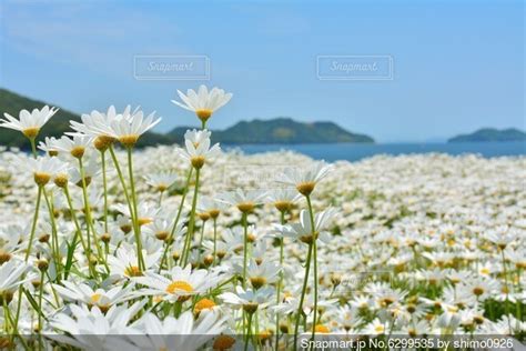 海の見える丘の写真・画像素材 6299535 Snapmart（スナップマート）