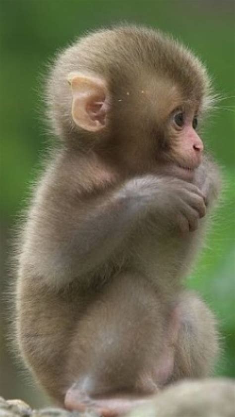 Cute Baby Monkey Sitting on a Rock