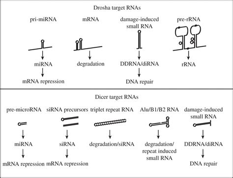 Microrna Independent Roles Of The Rnase Iii Enzymes Drosha And Dicer