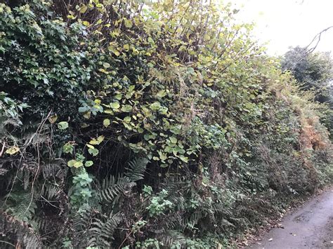 Roadside Hedges • Belstone