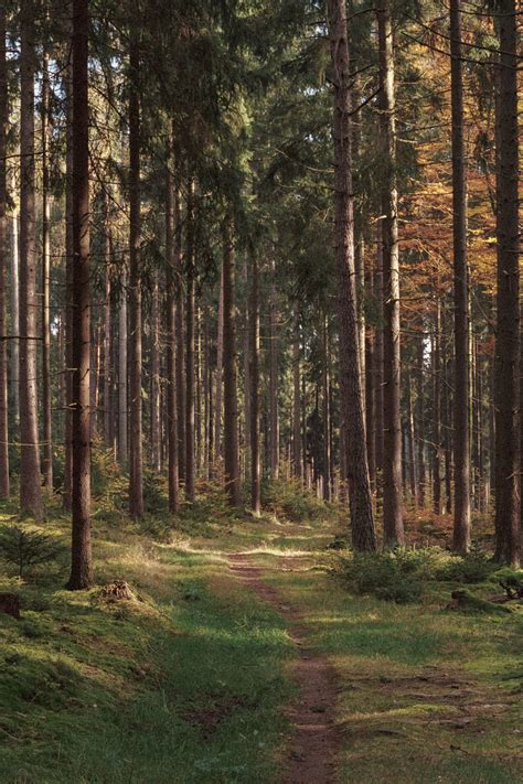 Woodland on Film :: Behance
