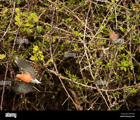 Bullfinch gathering nesting material Stock Photo - Alamy