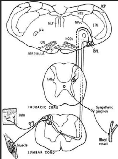 [Solved] Complete the activity ( Spinal Cord Signal Flow Activity.docx ... 