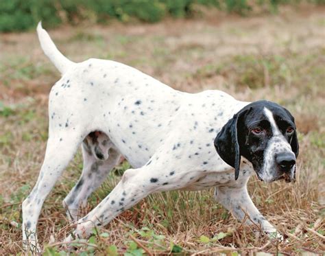 Rasseprofil Französischer Vorstehhund Gunfinder