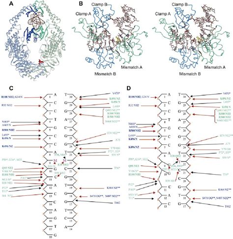 Dna Binding By Muts A View Of The Mutsdna Complex Showing The Dna