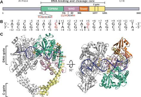 Structure Of The HTOP2 B Core DNA Cleavage Complex Stabilized By The