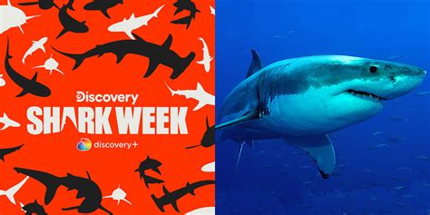 10 Upcoming Shark Week Shows Plus When Where To Watch Them