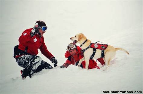 Avalanche Rescue Dogs